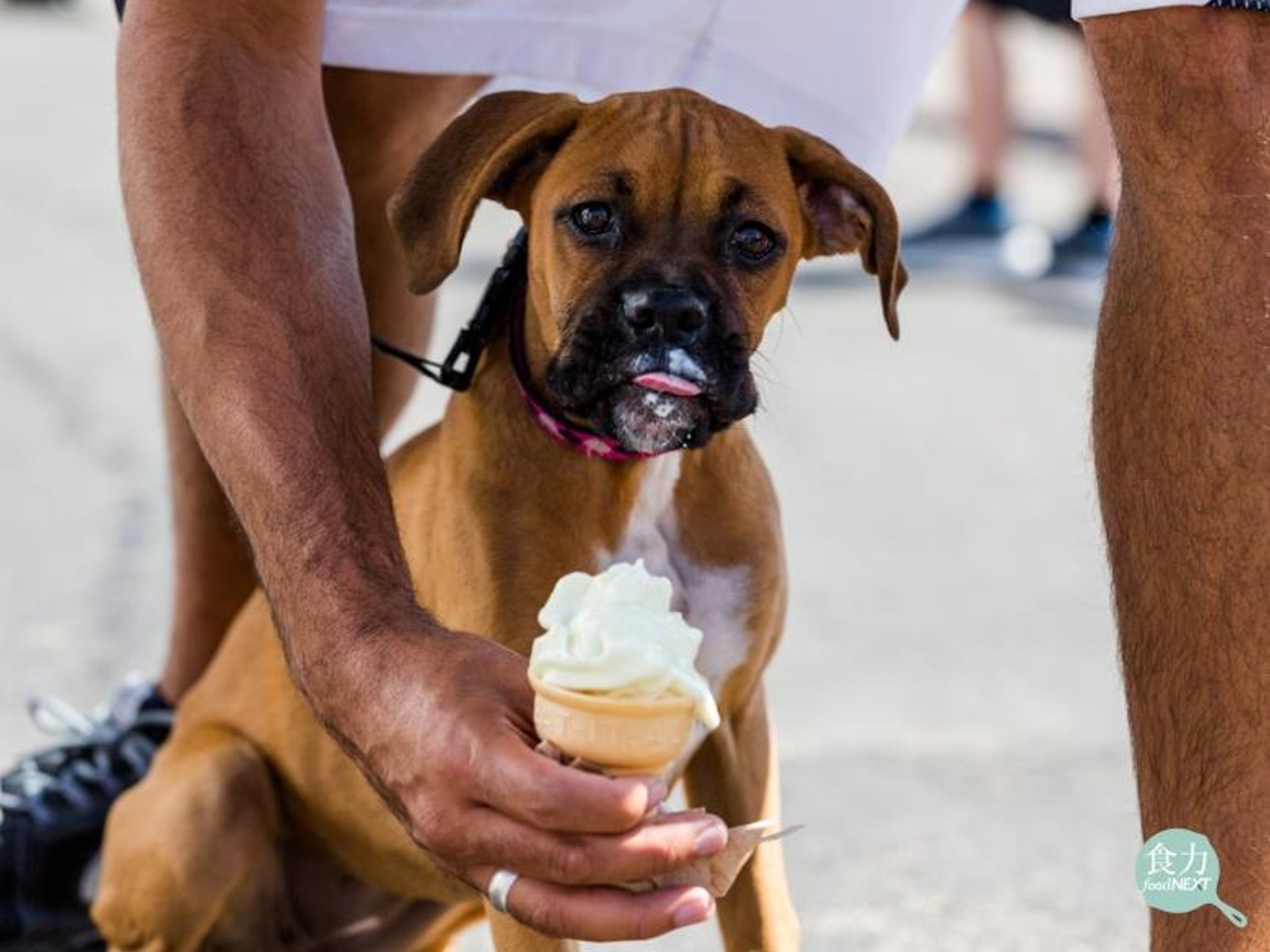 FDA警告：小心狗狗食用低糖食品！含有木糖醇嚴重會致死！