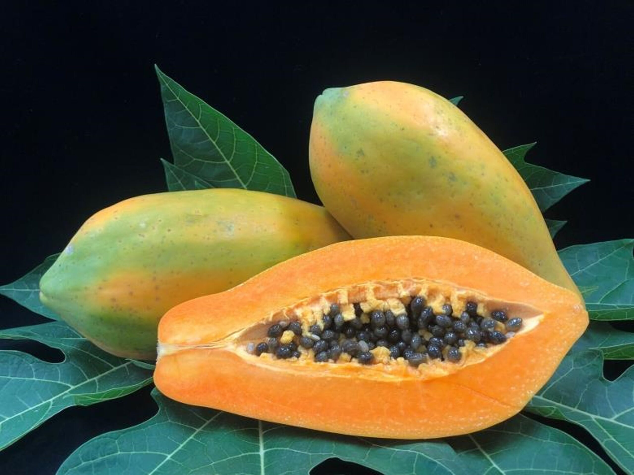 木瓜新品種「台農11號—小寶」誕生！ 口感Q彈、體積更適合小家庭食用
