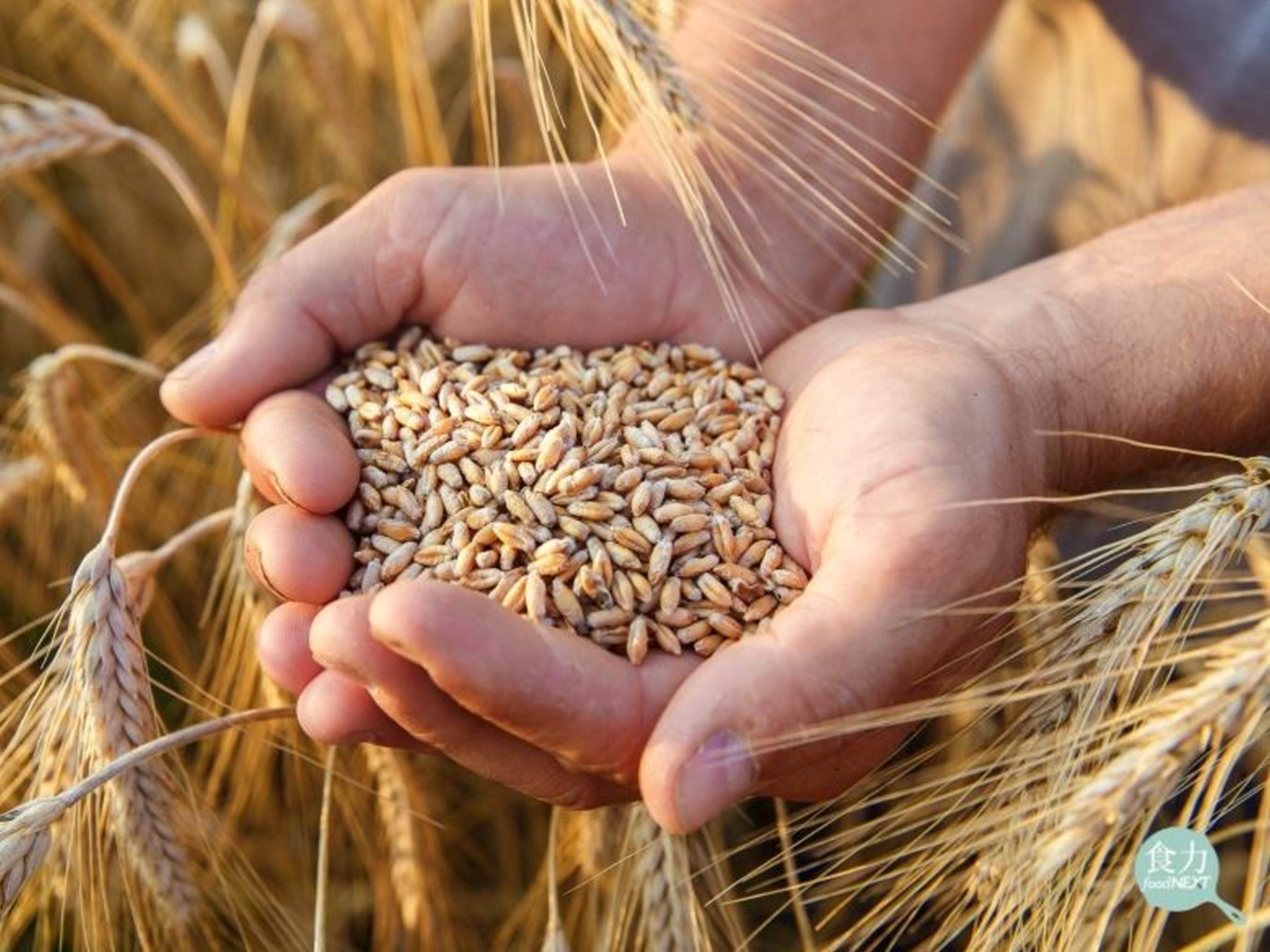 挺過2022反聖嬰肆虐！澳洲小麥產量將創新高 2023上半年農產出口總量有望破紀錄