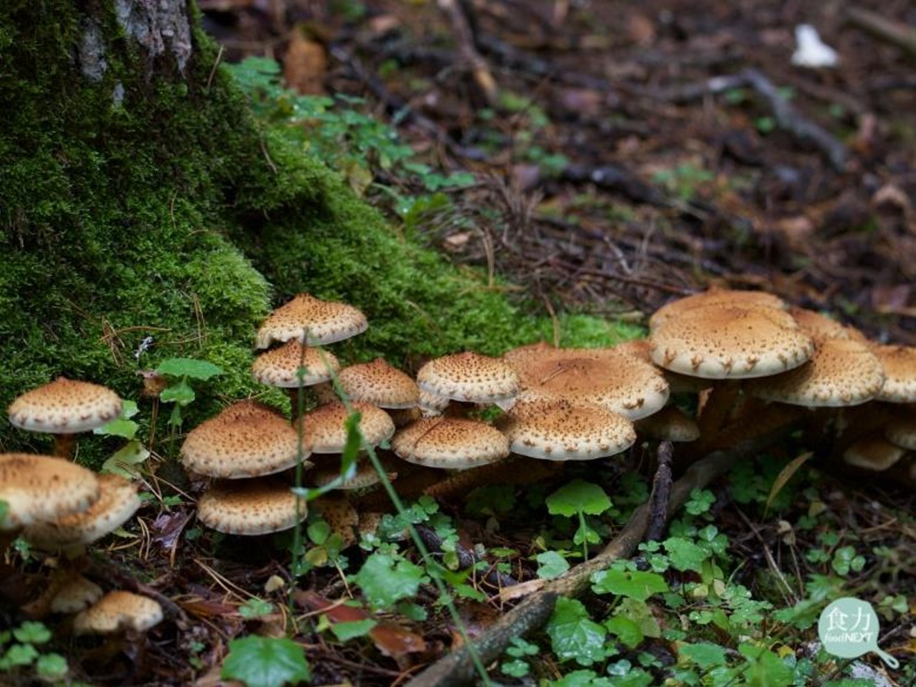 全球林地加速縮減 蘇格蘭學者有解！在森林種蘑菇護樹 還有助減緩氣候變遷、提升糧食產量